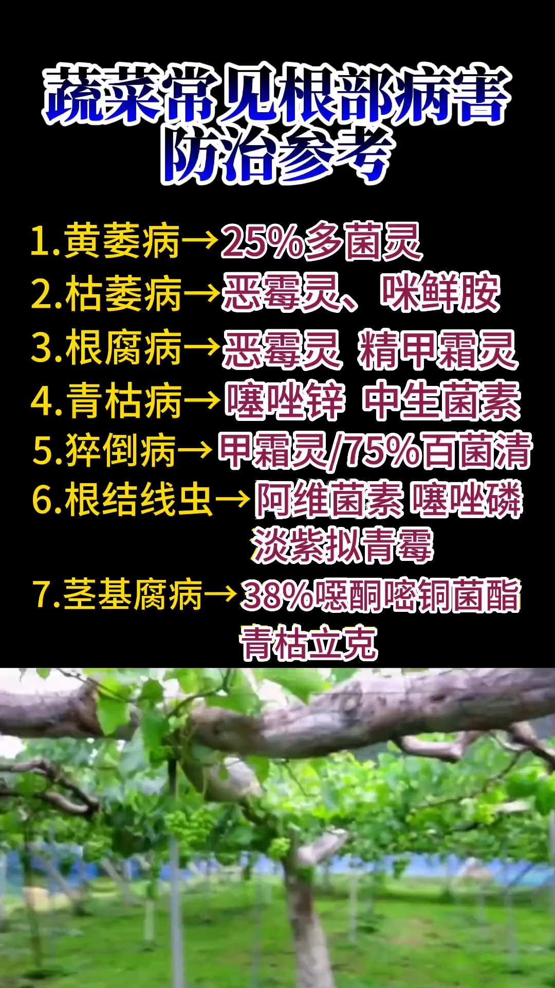 蔬菜常见根部病害防治