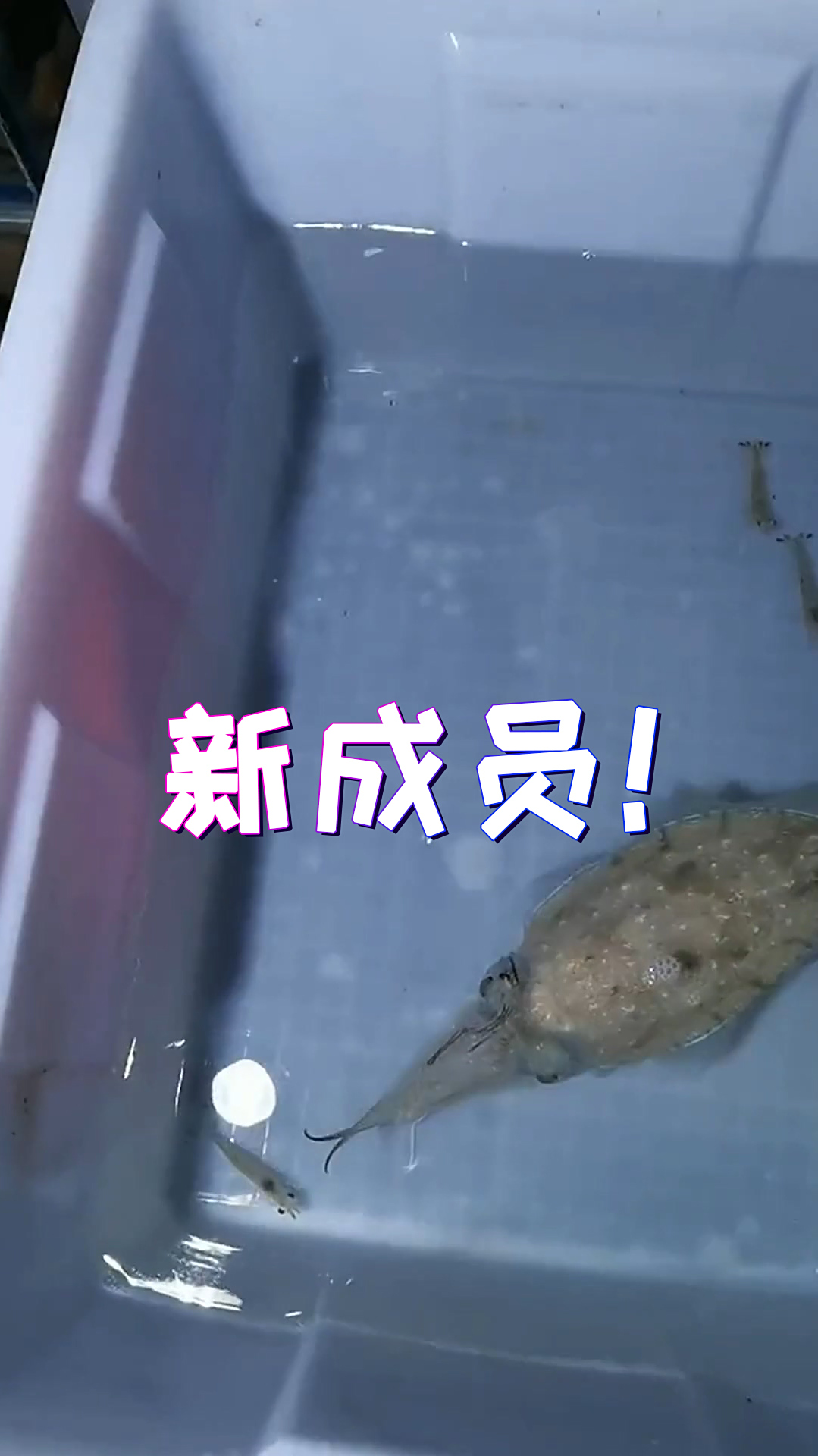 在我腾出缸之前,把墨鱼给我伺候的白白胖胖的啊