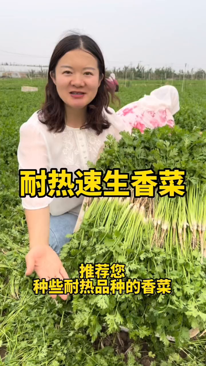 耐热品种的香菜,比普通香菜发芽快