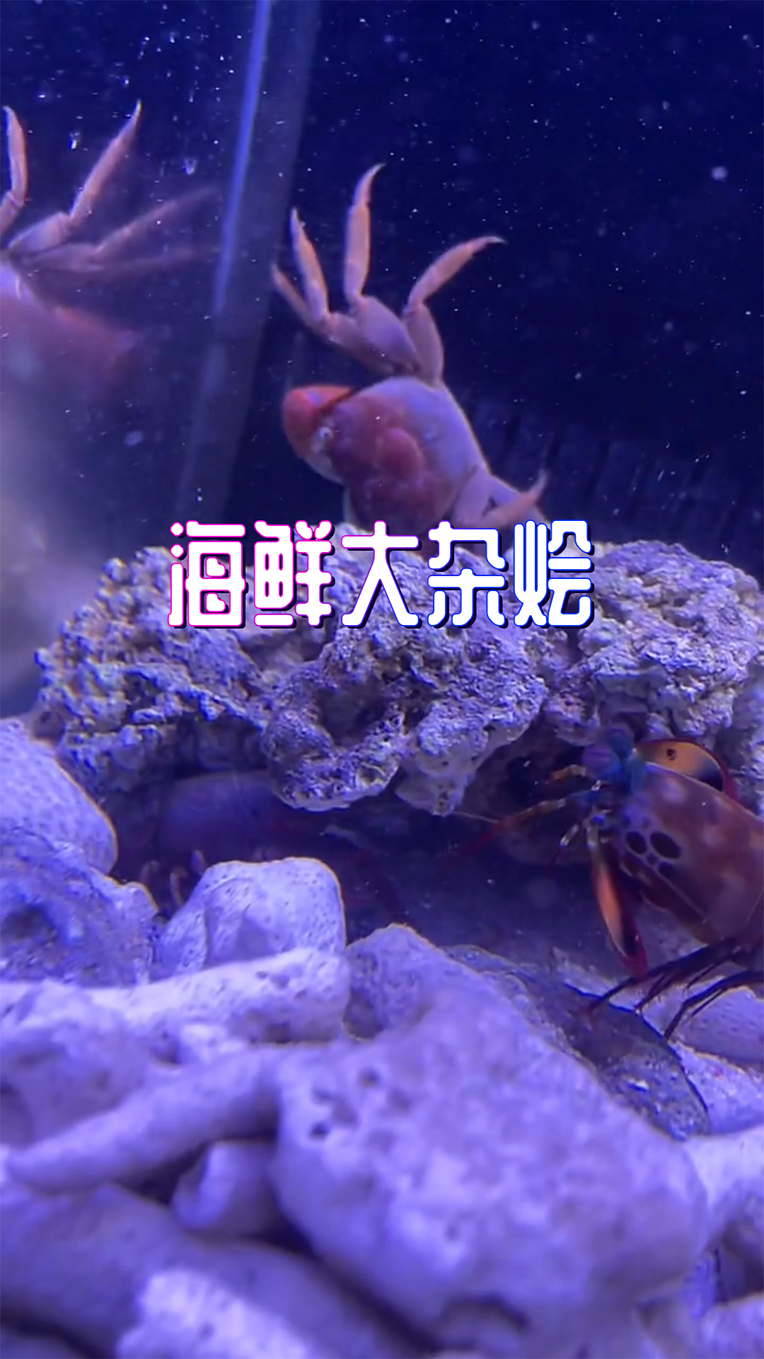 不信邪了,必须让螳螂虾整个螃蟹