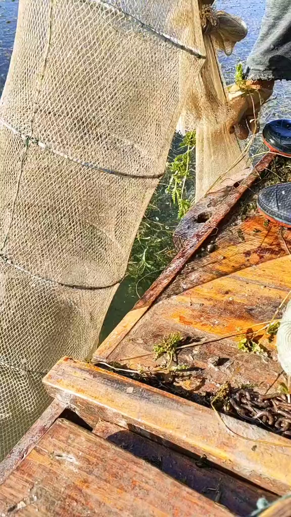 收地龙子还逮了大鲤鱼渔民生活实拍真实户外原生态乡村生活