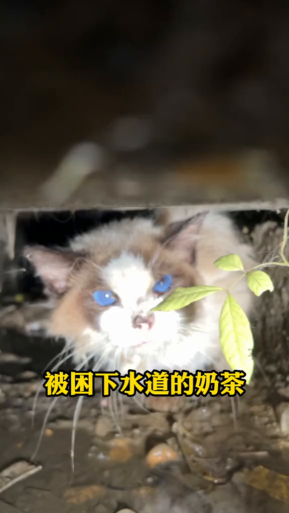 大家对奶茶弟弟的关心,奶茶目前已经在治L