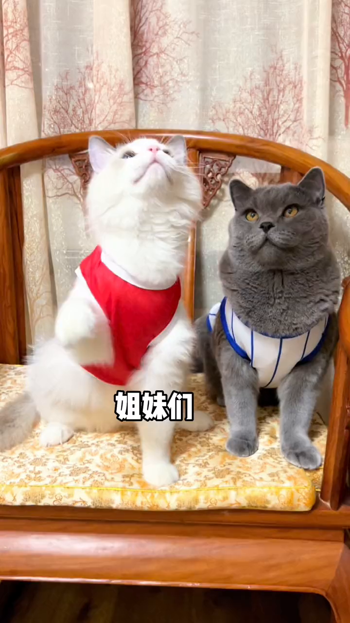 姐妹们一定要注意你家主子嘘嘘问题啊皇家处方粮猫尿闭猫结
