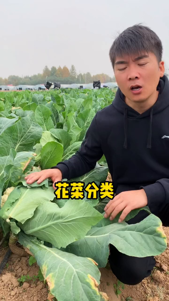 花菜分类助农花菜