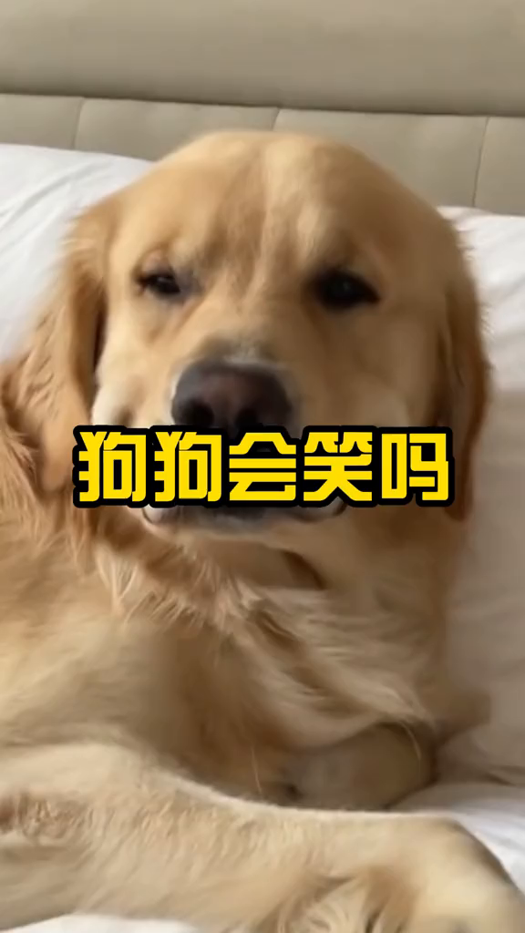 狗狗会笑吗?狗狗家有傻狗