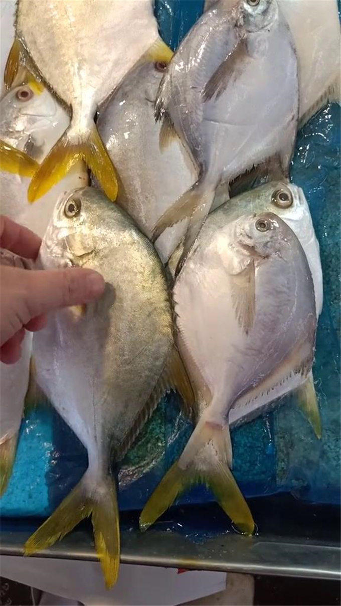 新鲜的金鲳鱼的鱼鳍和尾部都是金黄色的,时间长了颜色就会变