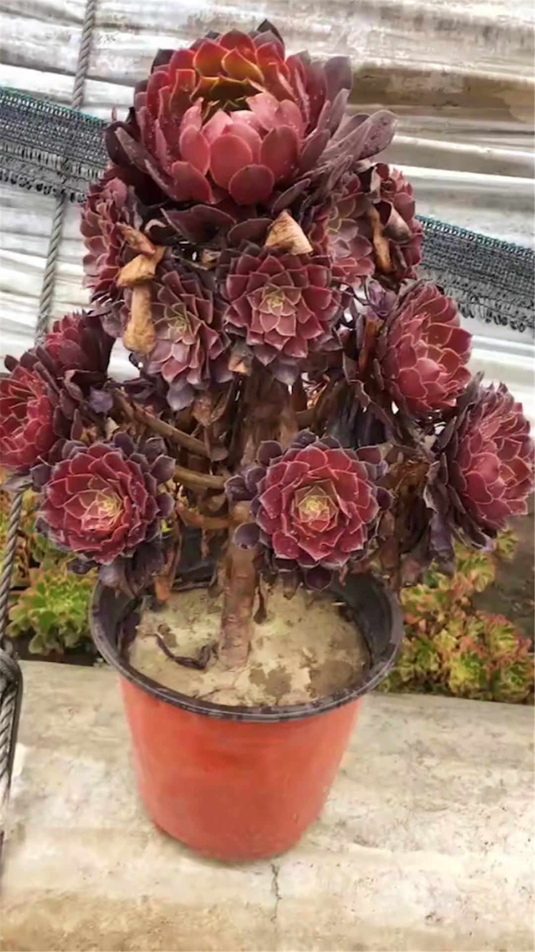 4棵多肉“老妖精”:越老越美的老桩,妖娆造型惹人怜!