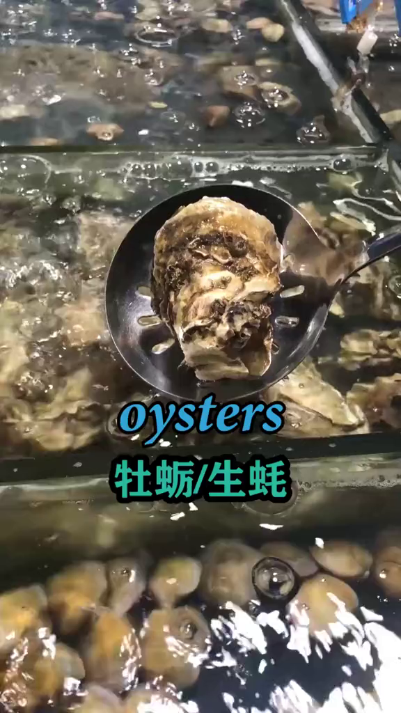 这几种贝类海鲜的英文名你知道吗?海鲜