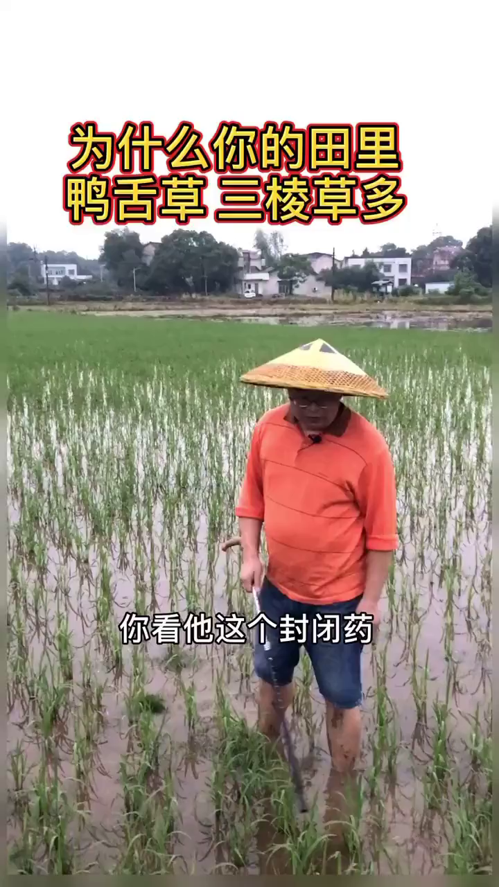 很多人说田里牛毛毡鸭舌草和三棱草多,其实只要封闭除草时