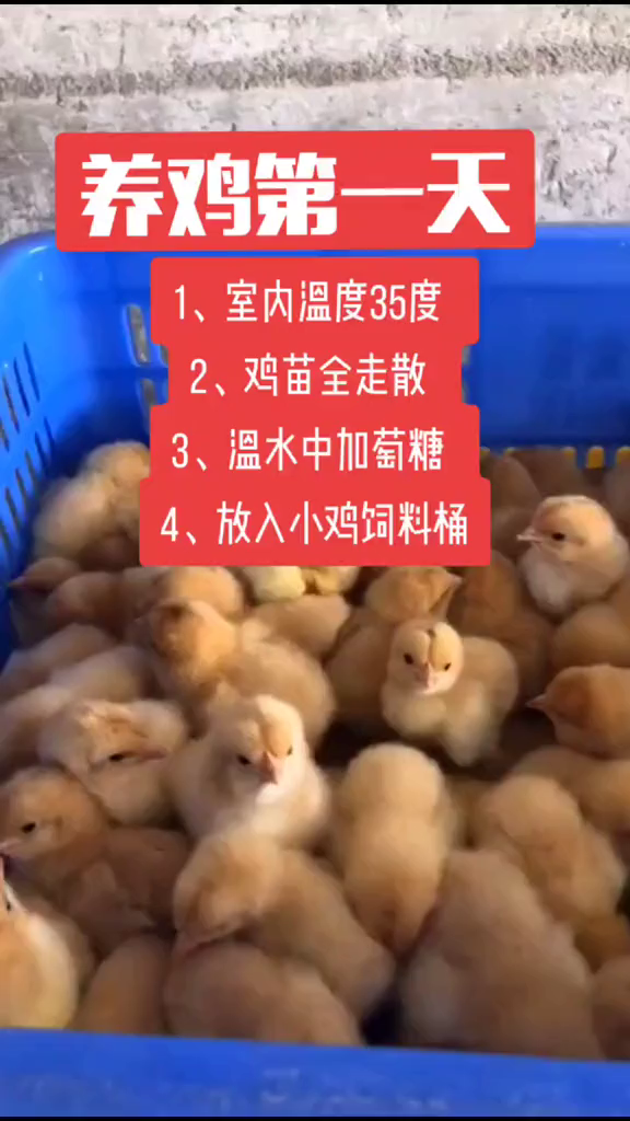 养鸡第一天都做什么科学养鸡鸡苗养殖技术