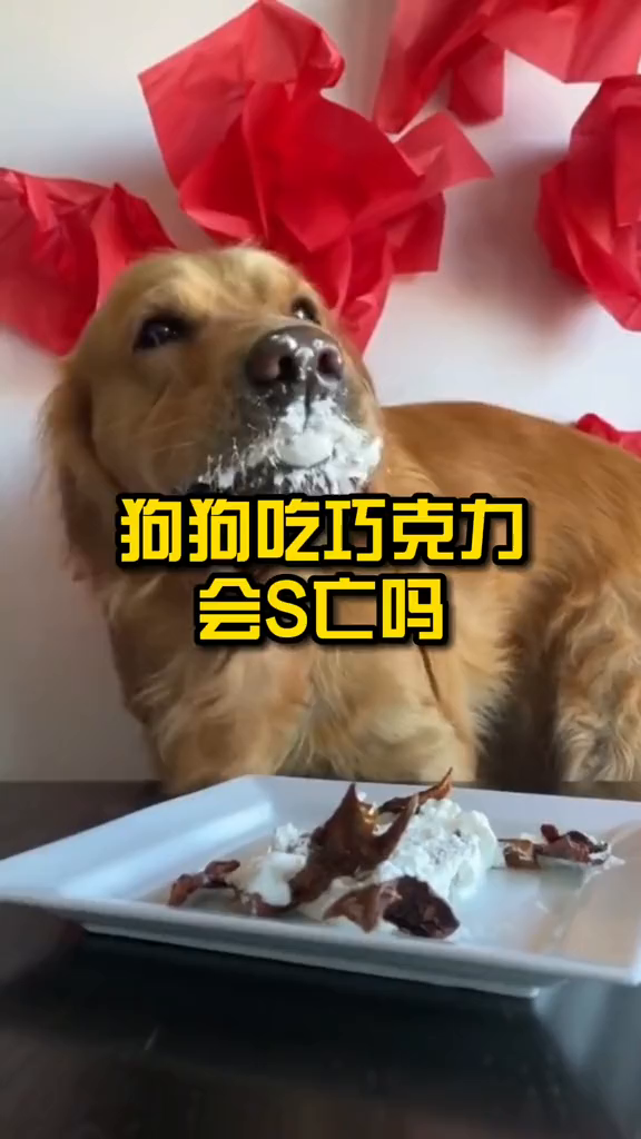 狗狗吃巧克力会怎样,你知道吗?
