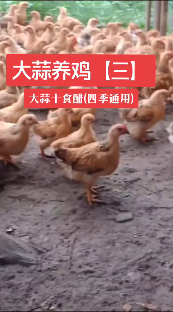 大蒜的功效鸡病防治绿色养殖散养鸡肉鸡