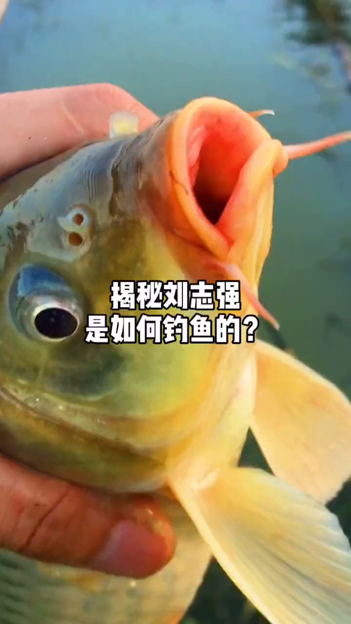 为你揭秘刘志强在水库是如何钓鱼的?