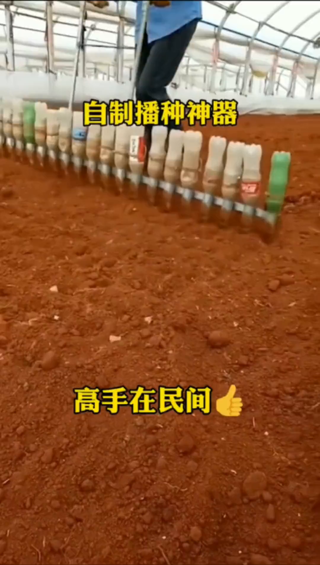 香菜大面积种植方法,自制播种神器