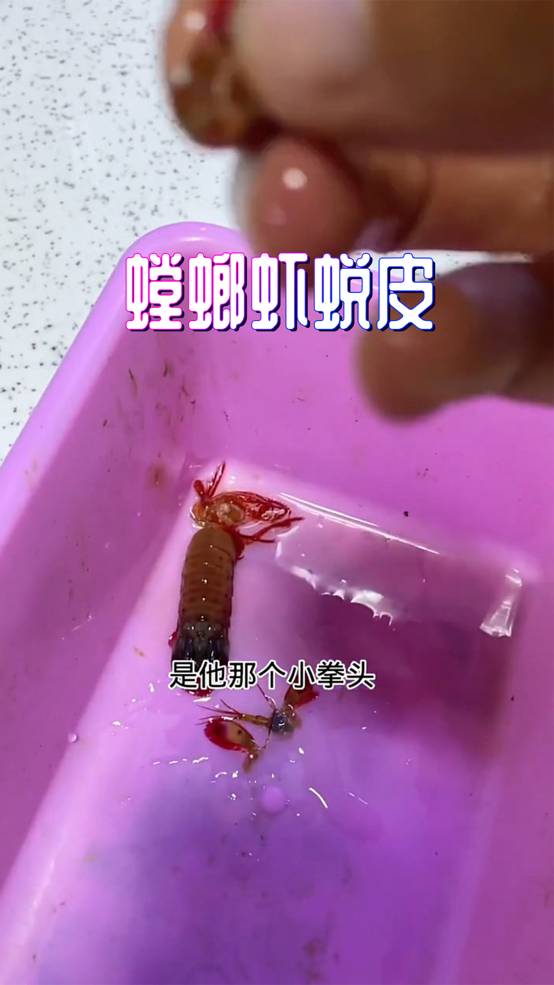 养章鱼够坎坷了,你可别再出点啥事