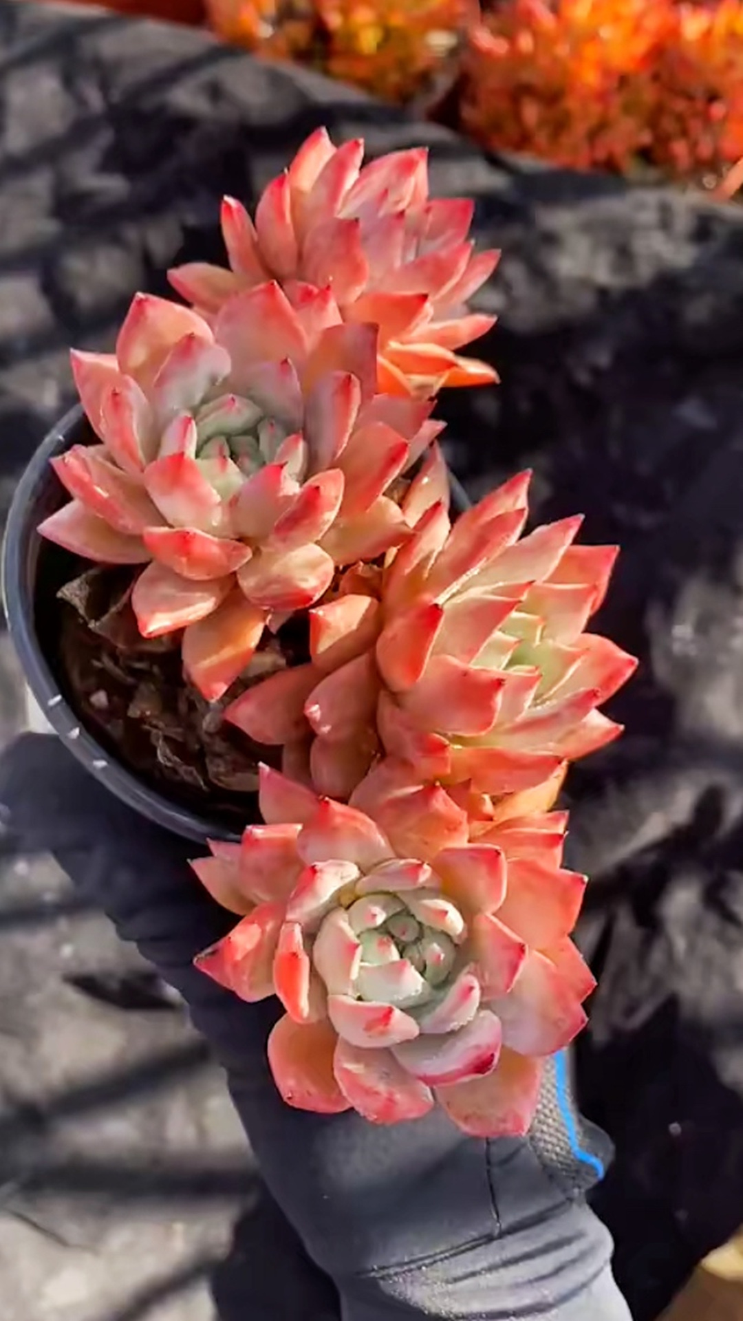 “极致状态”:4盆“勾人”的美人多肉,看一眼,我就沦陷了!