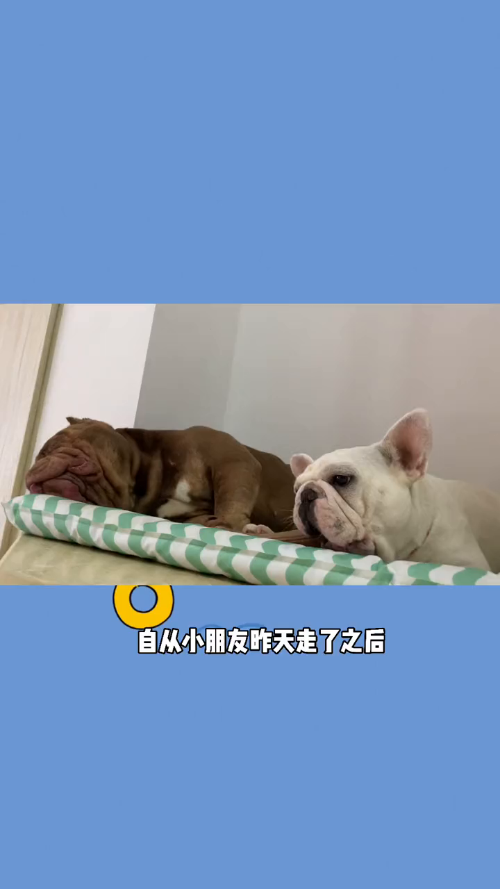 有这样的妹妹哪个小朋友还敢来找汉堡玩