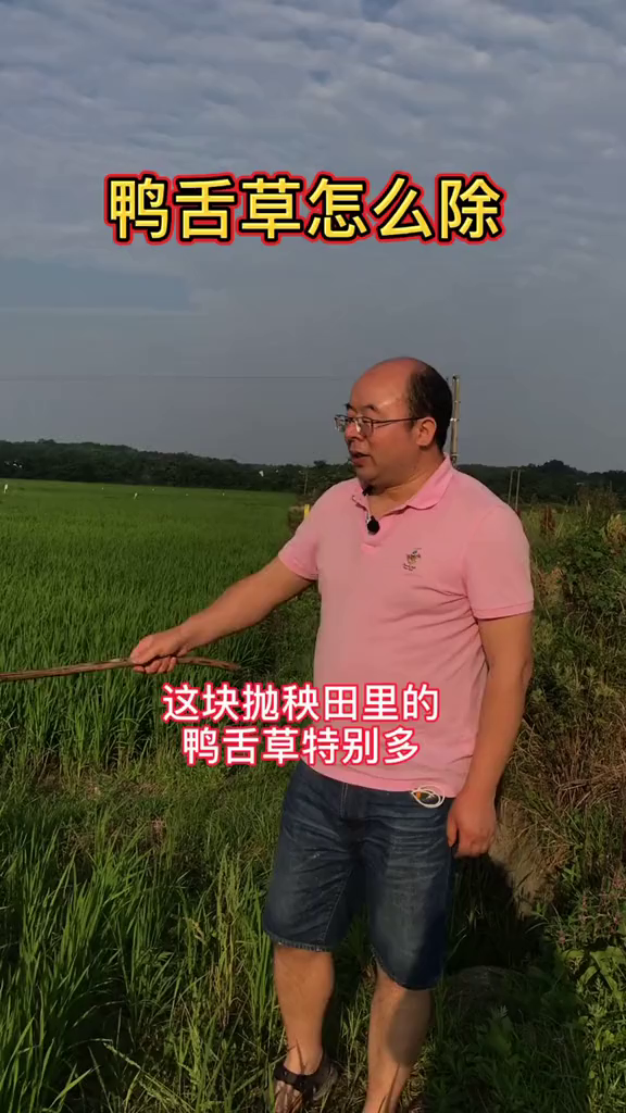 鸭舌草其实很好除,吡嘧磺隆量用足就可以了