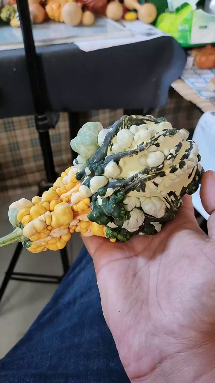 疙瘩葫芦精品白菜