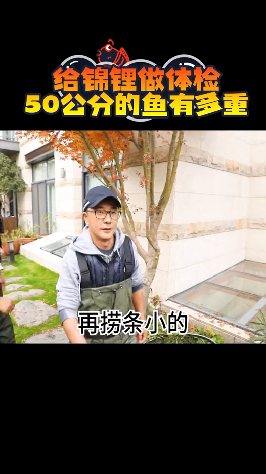 50公分的锦鲤有多重?其实也挺有分量的哦!