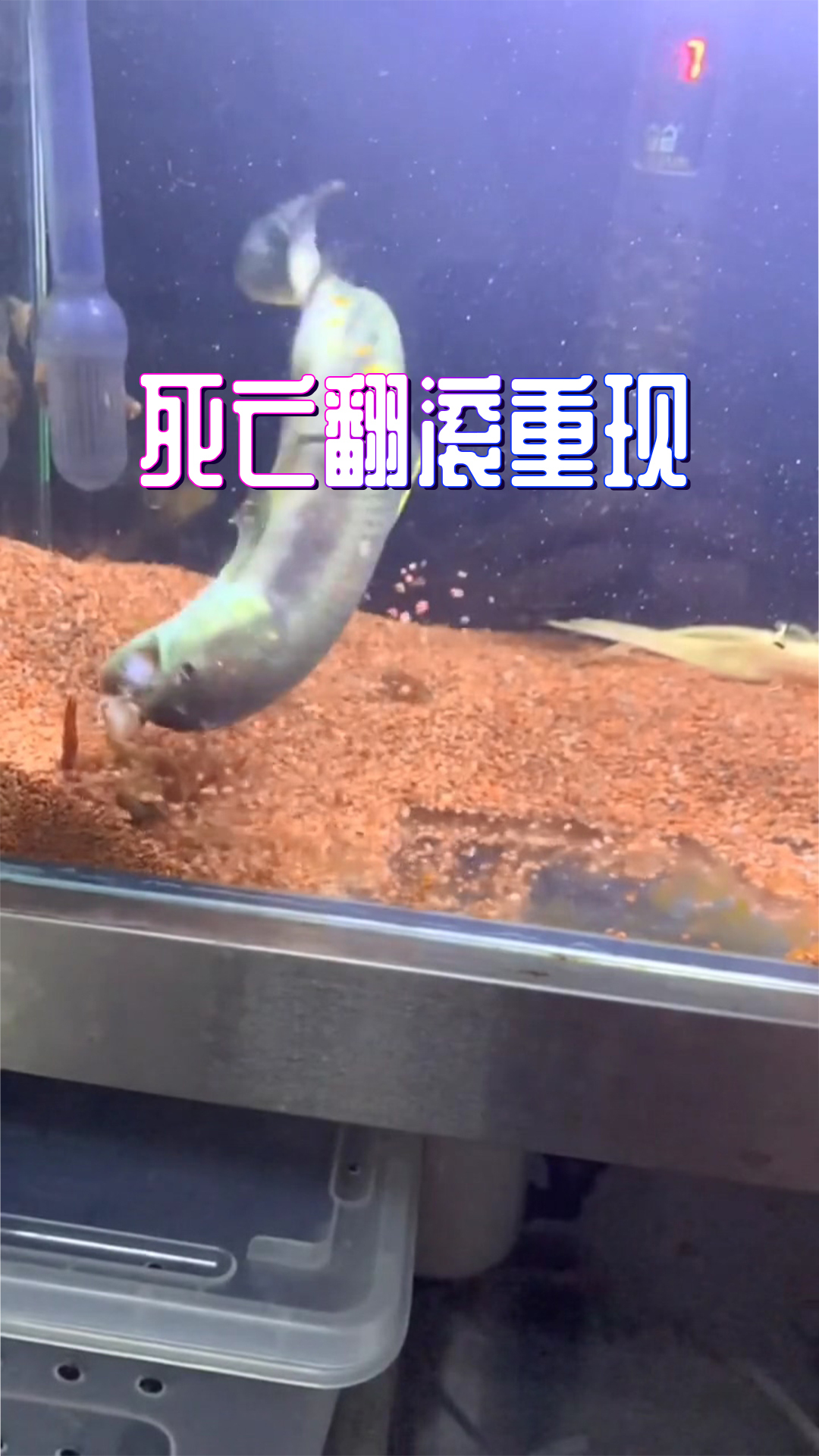 我没看错的话,牙鱼被小龙虾打脸了