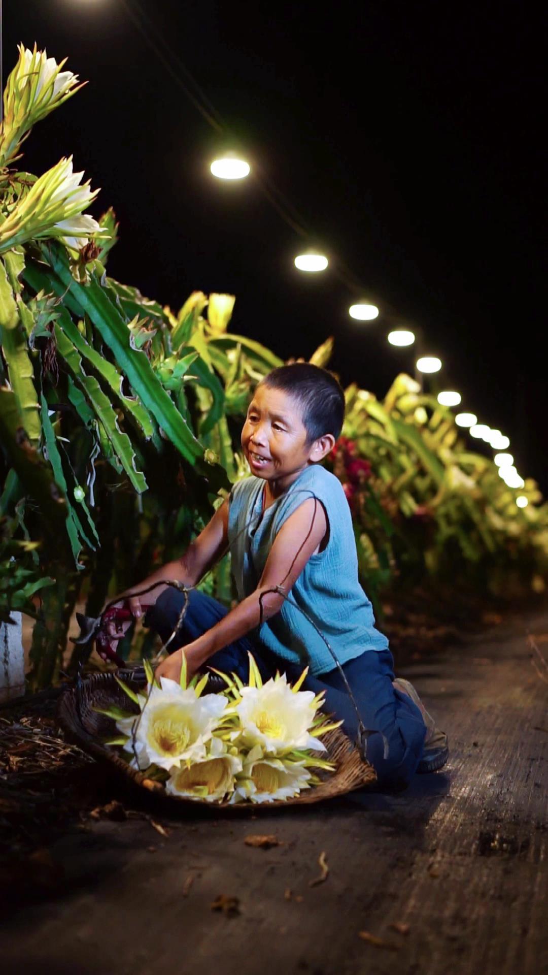幽幽开月夜,悠悠敛清晨,芳华仅存刹间,采回来晒成花干煲汤,清甜芳香顺滑爽口