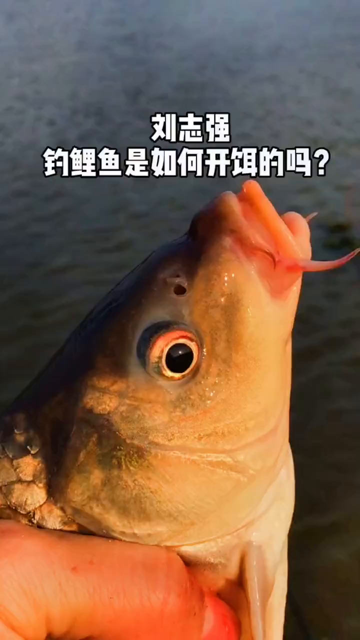 刘志强钓鲤鱼是如何开饵的?