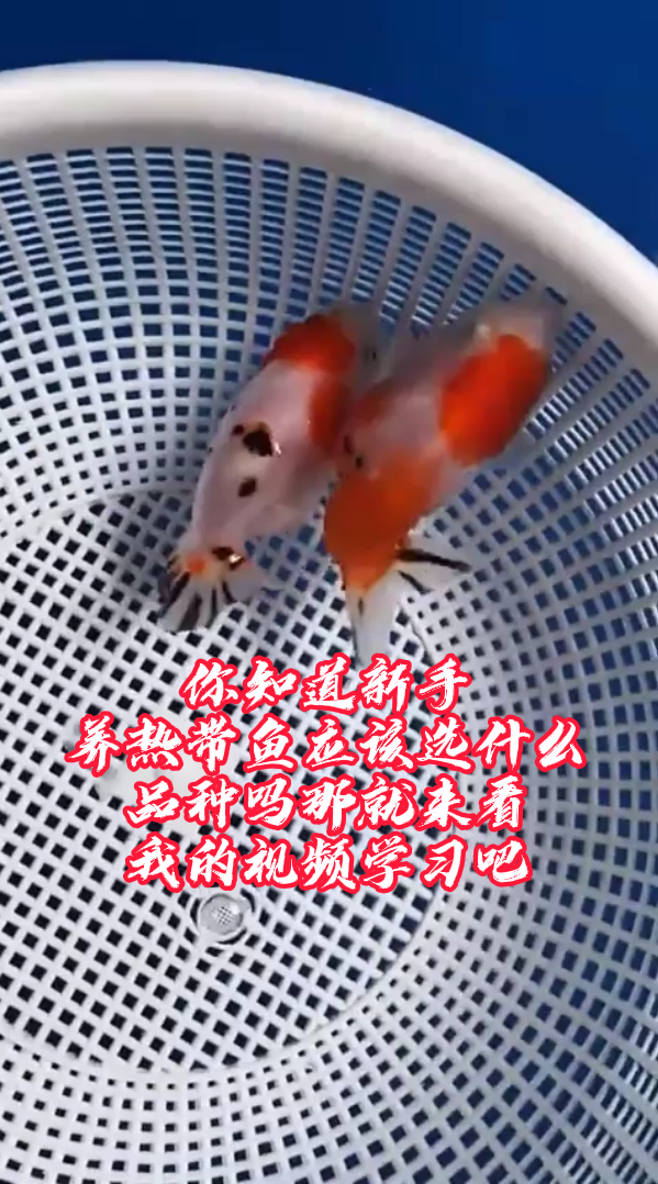 你知道新手养热带鱼应该选什么品种吗那就来看我的视频学习吧