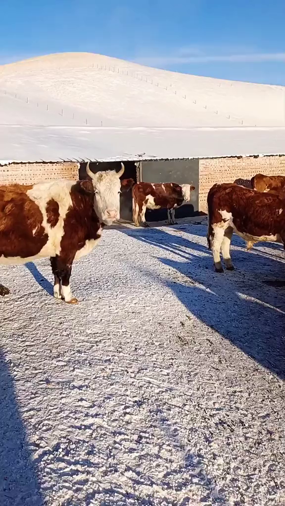 奥尔良披萨还是可以的