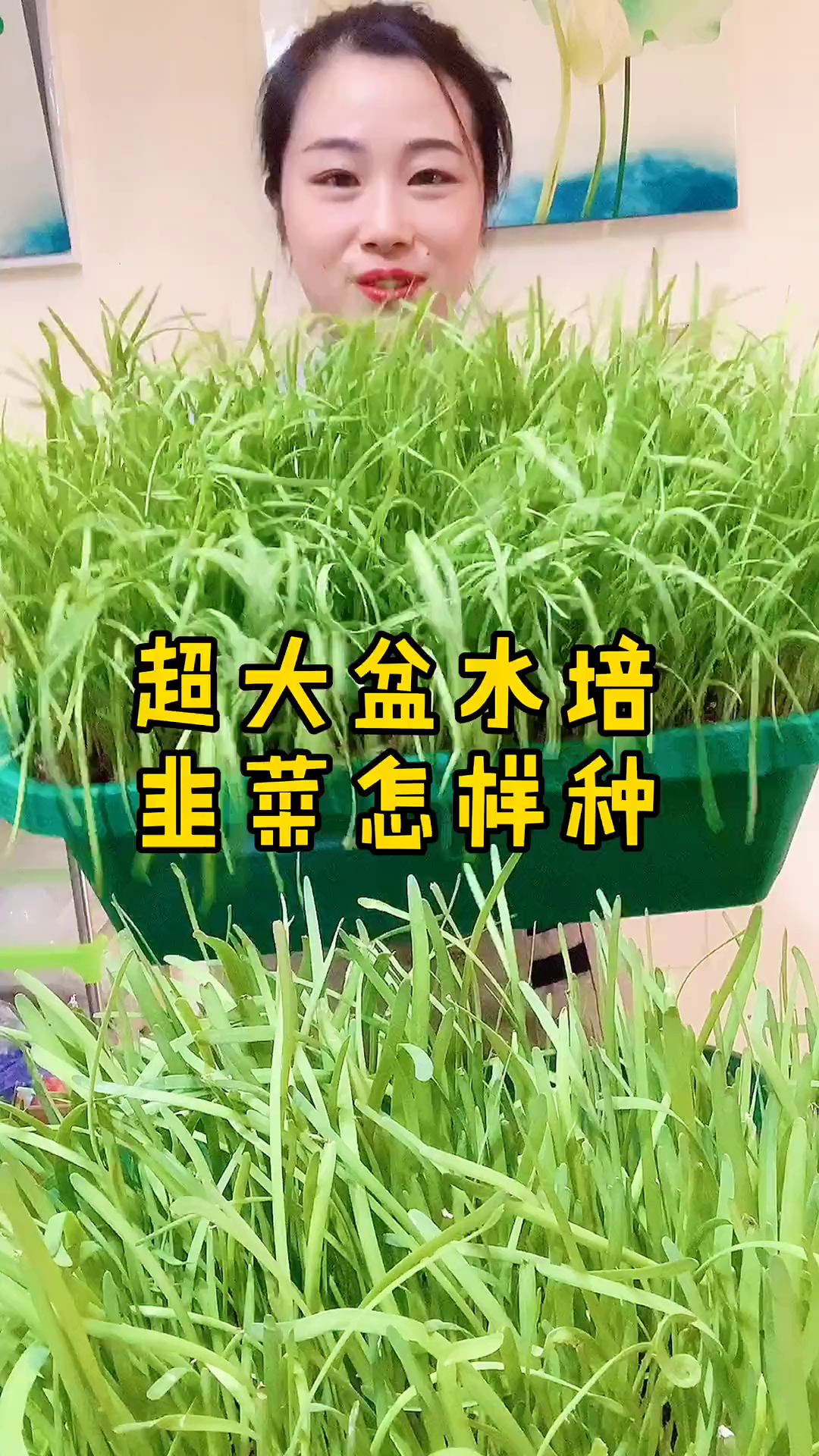 超大盆的水培韭菜量更大