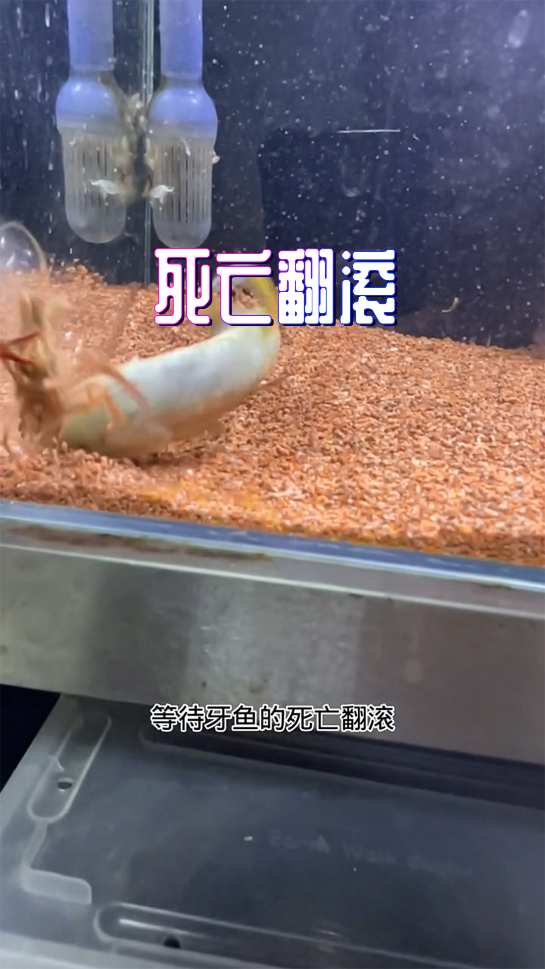 不知道你们有没有发现,牙鱼从来不正面攻击龙虾