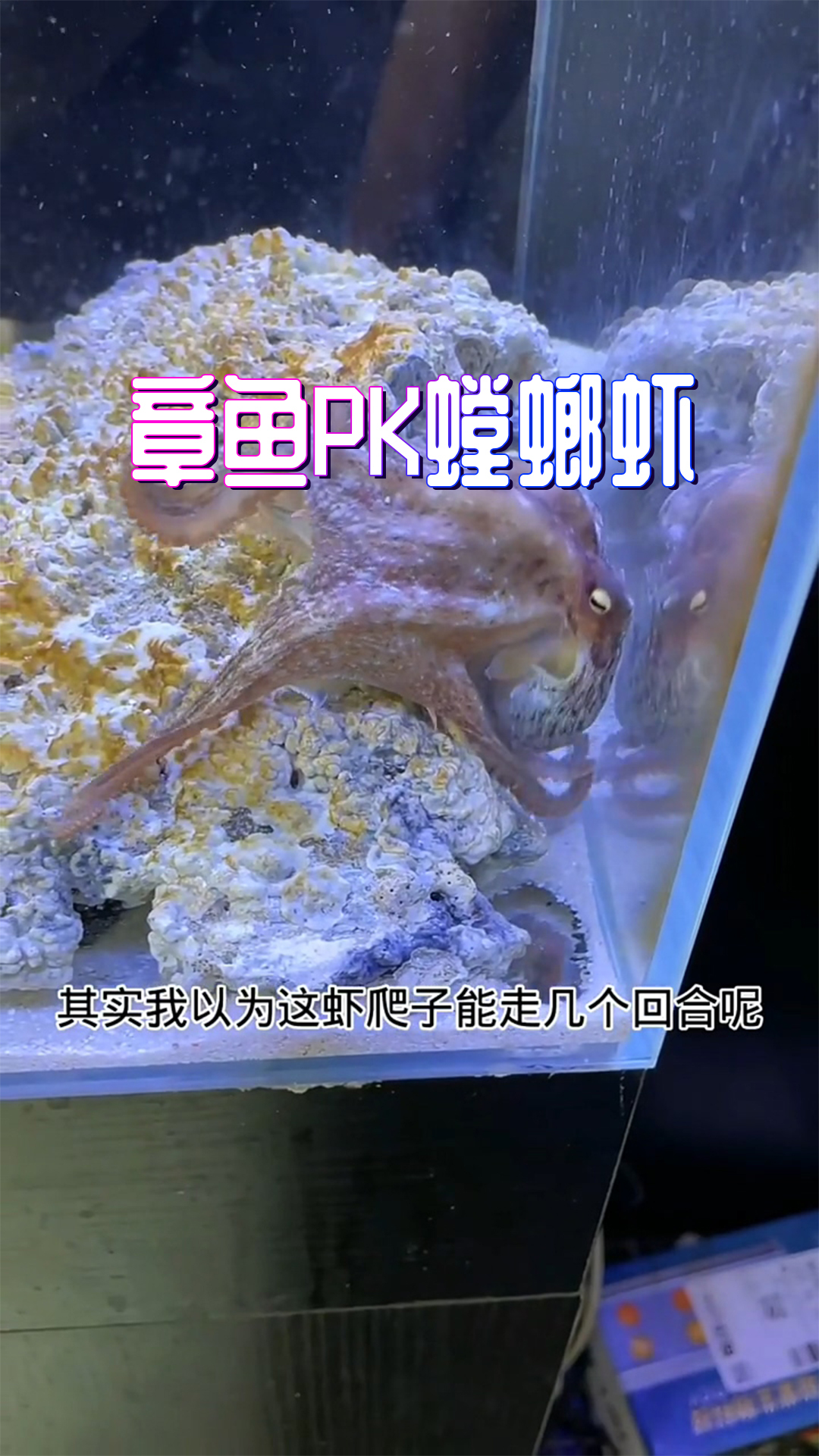 章鱼PK螳螂虾,一场酣畅淋漓的单方面碾压