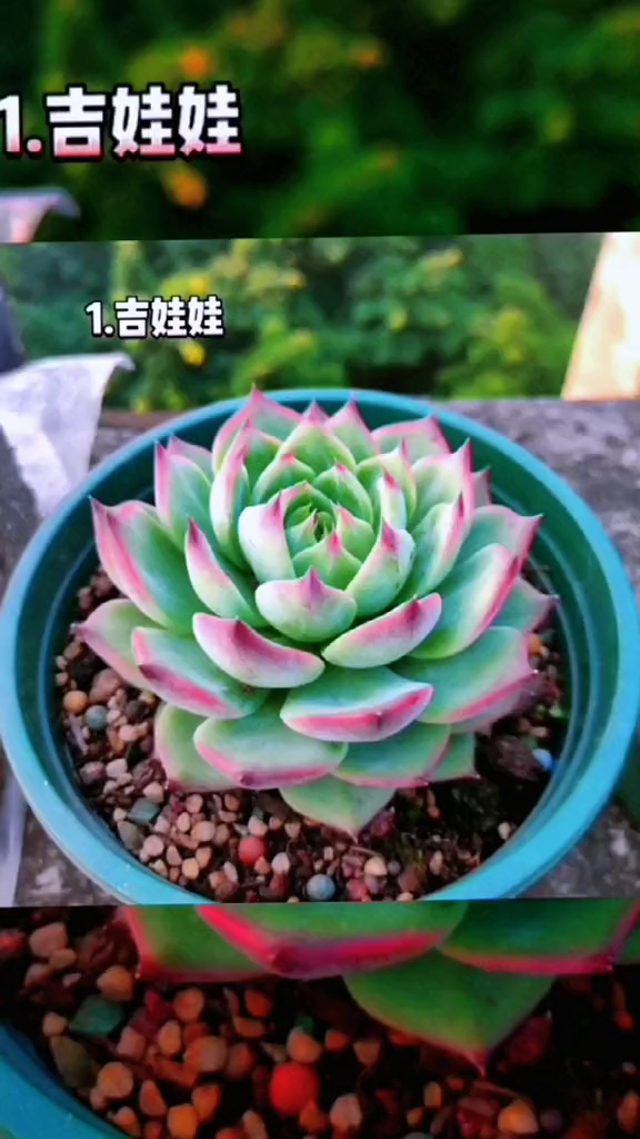 多肉植物你都认识哪些