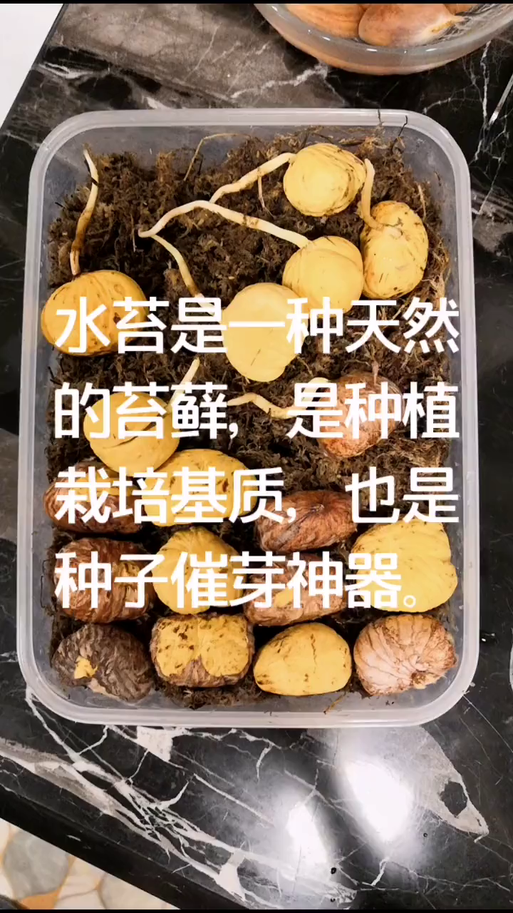 经常有人问水苔是什么,水苔是一种天然苔藓