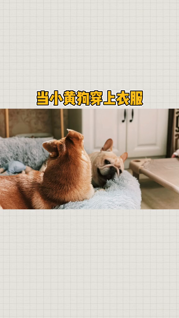 当小黄狗穿上衣服就整个狗傻掉了萌宠出道计划