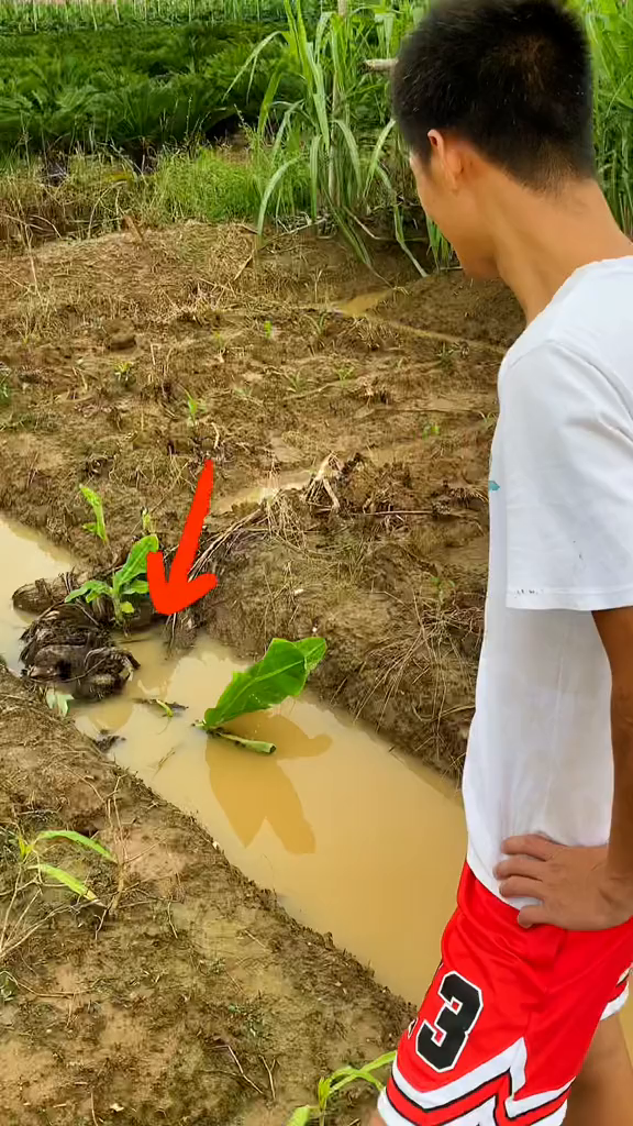 抓了一条二两重的塘角鱼