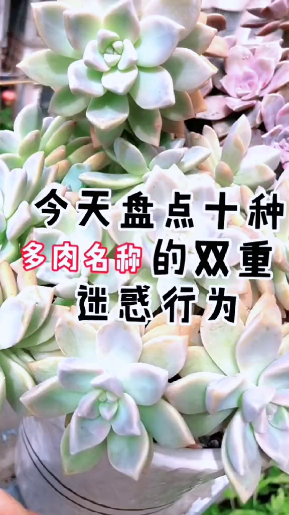 多肉名称双重变装你认识吗