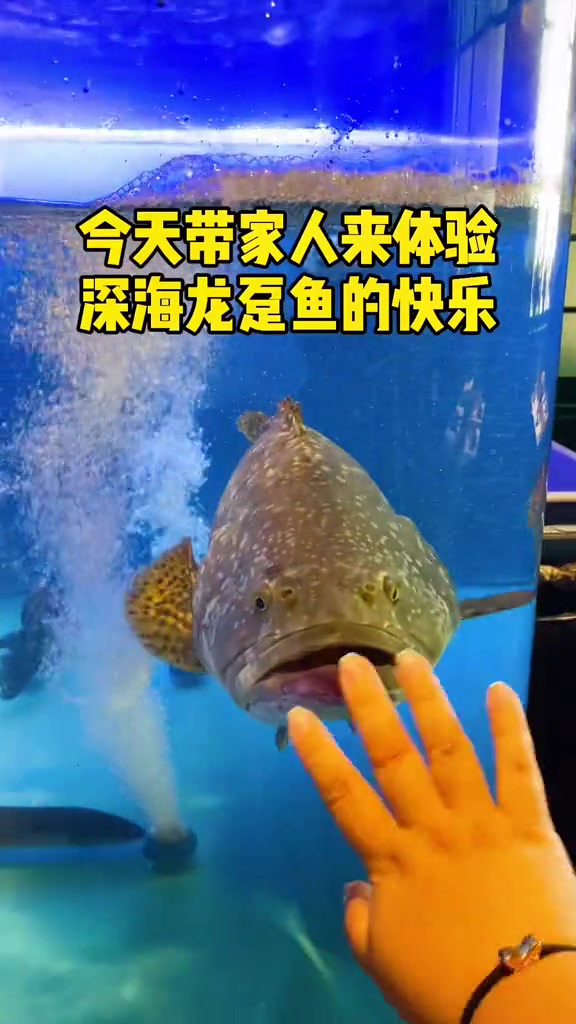 吃一顿港式龙趸鱼火锅是怎样的快乐