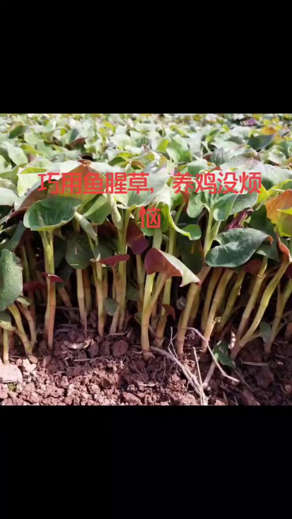 家禽养殖鸡病防治