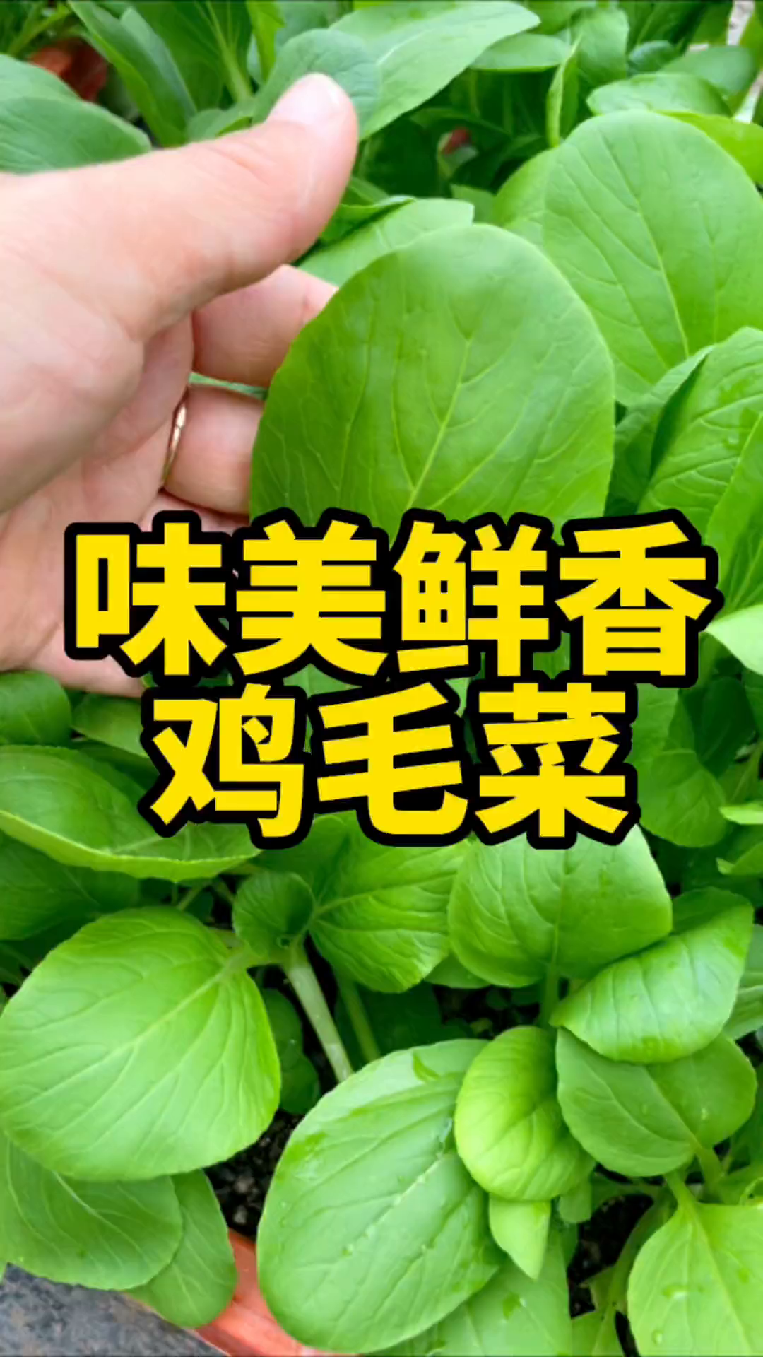 它就是鸡毛菜,撒种浇水就发芽