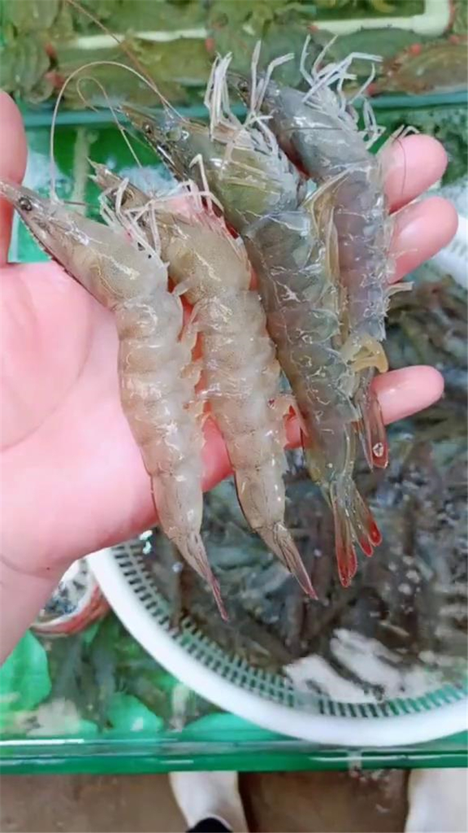 一起来看看海水虾和淡水虾的区别,颜色差别很大