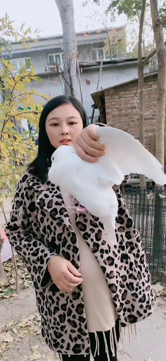 最简单的是看鸽子公母