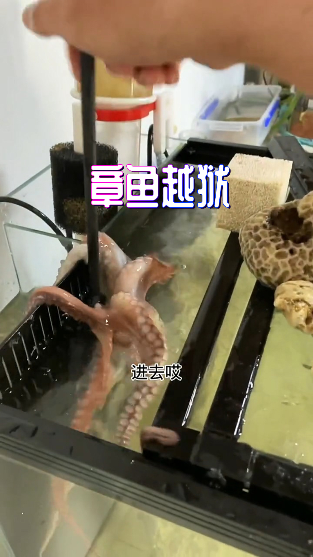 鱼缸盖就一点儿小缝,章鱼就跑没了