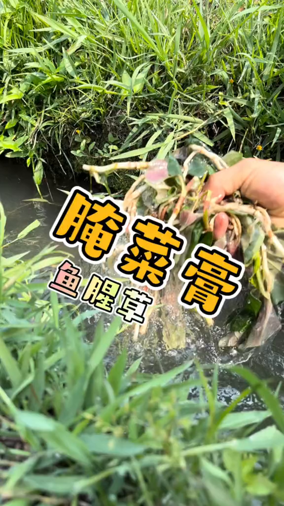 鱼腥草明明很好吃德宏特色小吃腌菜膏地方特色美食一口麦旋风告别emo