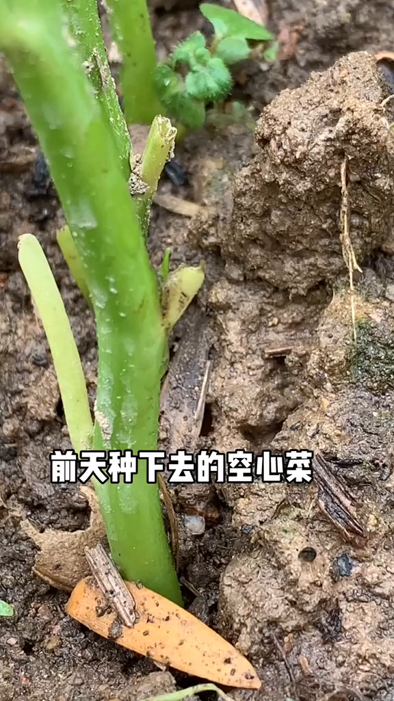 阳台种菜前天插下去的空心菜杆发芽了