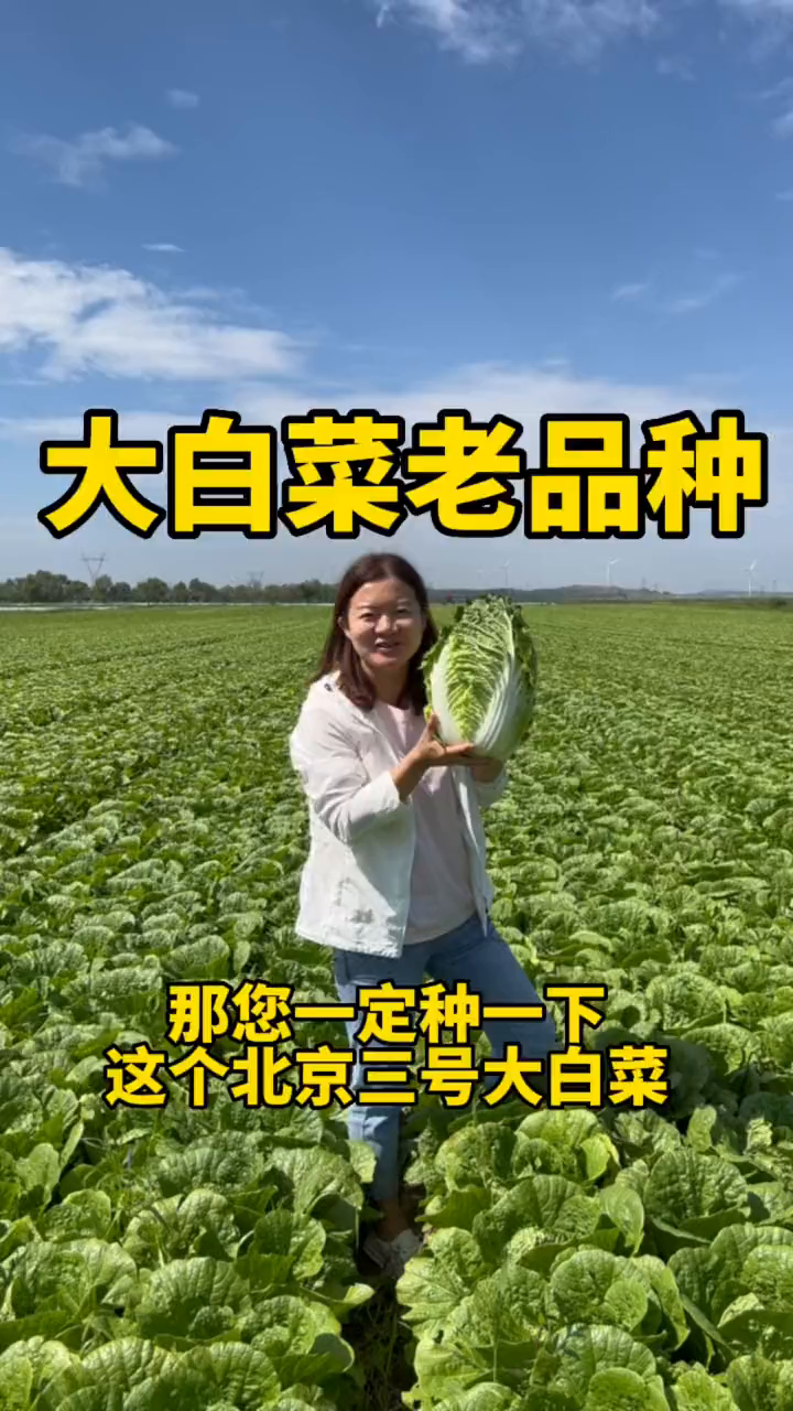 老品种大白菜,口感好吃,适合大面积小院种植