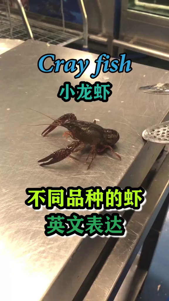 你知道不同品种的虾用英语都怎么说吗?