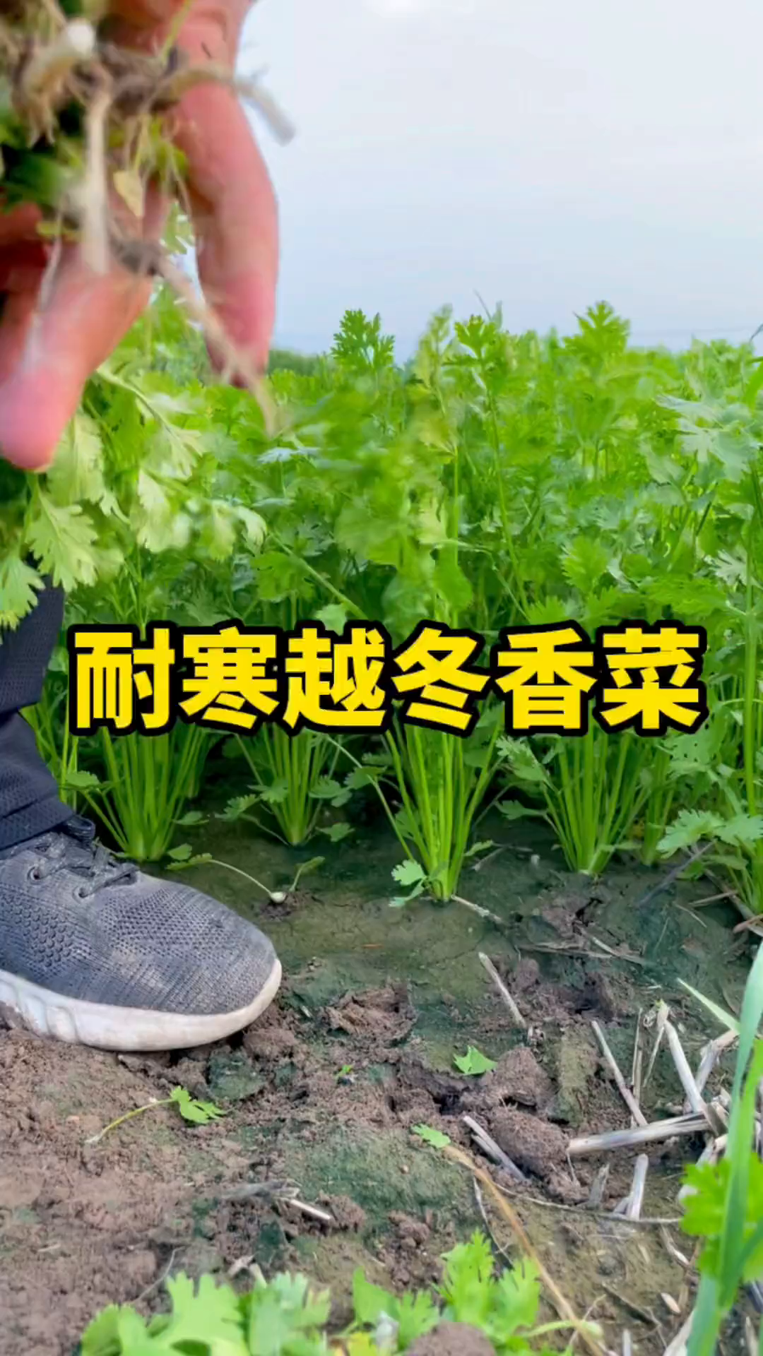 现在种植整个冬天都有鲜嫩好吃的香菜