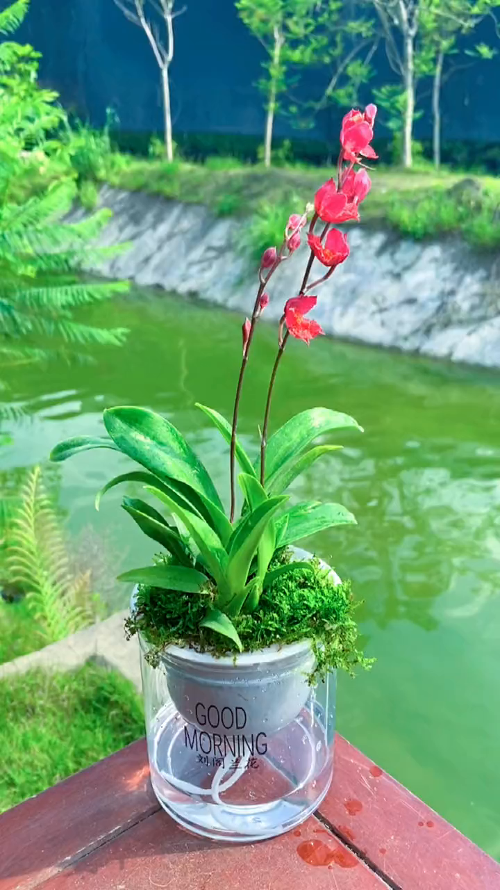 好看好养花开又美的火凤凰文心兰兰花花卉绿植家庭养花养花