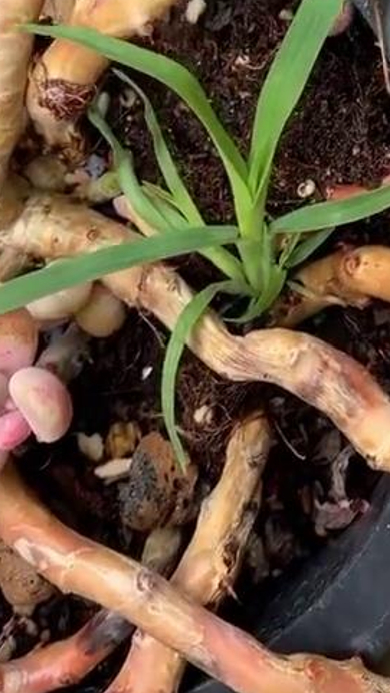多肉植物的杆子突然干枯怎么办?